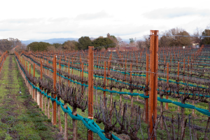 February 2014 Vineyard Journal