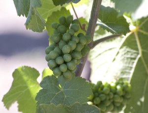 June Grapes